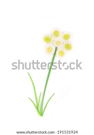 Close up of onion flower. Isolated on a white background.