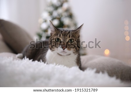 Cute cat in room decorated for Christmas