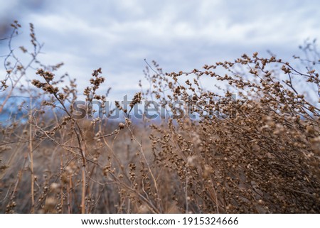 Beautiful landscape-meadow dry winter grasses against the background of a cloudy frosty sky in a winter field