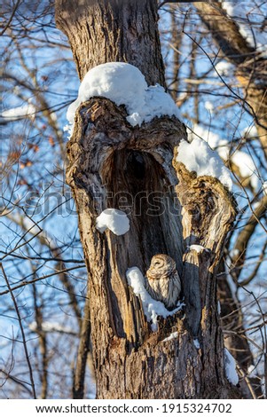 Barred owl resting in a cavity of a dead tree covered in snow in deep midwinter, Quebec, Canada.