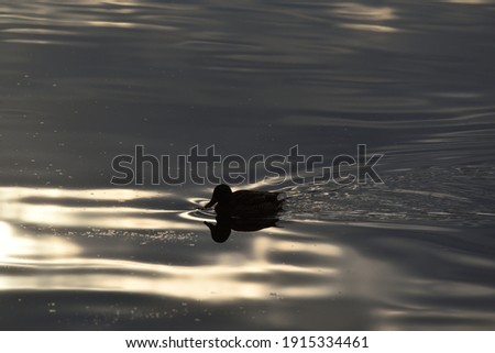 The silhouette of duck in Yamadaike Pond.