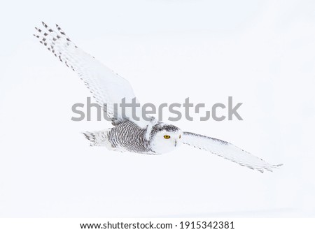 Snowy owl (Bubo scandiacus) isolated on white background hunting over an open snowy field in Ottawa, Canada