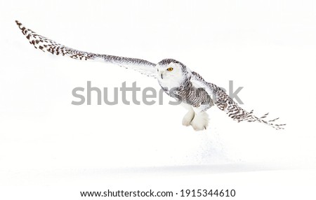 Snowy owl isolated on white background flies low hunting over an open snowy field captures a vole in winter in Quebec, Canada
