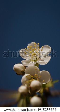 Spring nature background. Beautiful picture of wild cherry tree flower with selective focus against dark blue sky background close up macro. Awesome nature floral spring vrtical banner. Small DOF.