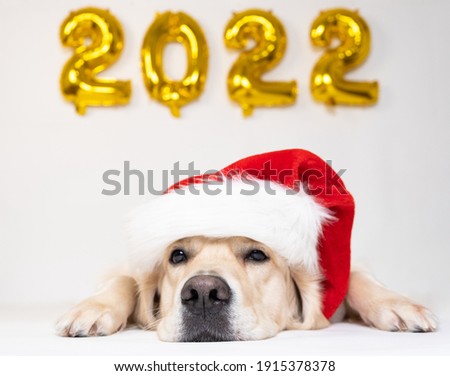 dog and balloons 2022 on a white background. Golden retriever for the new year. Calendar, postcard with dog