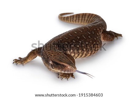 Top view of young Savannah Monitor aka Varanus exanthematicus lizard. Isolated on white background. Royalty-Free Stock Photo #1915384603