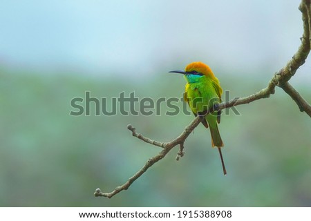 Green bee-eater bird pearched on a tree branch