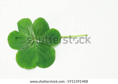 Green clover on a white background