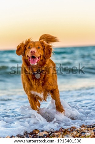 A photo of a dog playing in the water on the beach. Royalty-Free Stock Photo #1915401508