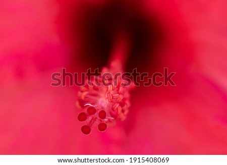 macro photography of flowers with maximum quality with red background