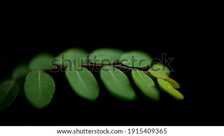 Shallow depth of field Selective focus Macro image of Green leaves in an Abstract pattern with dark background

