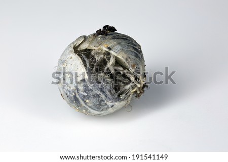 A long-dead woodlouse or pillbug (Armadillidiidae) curled up and dried out