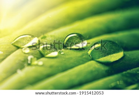 Water drops on green leaf in rays of sun, close-up macro. Raindrops on textured leaf in nature.