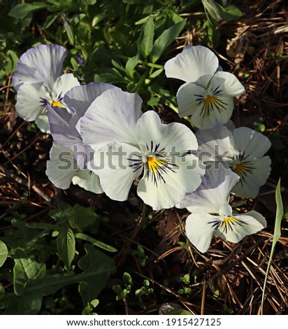 Viola flower against the background of green plants on a bright sunny day