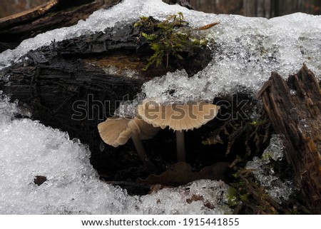 A nice picture of an indefinite mushroom from central europe , a nice photo