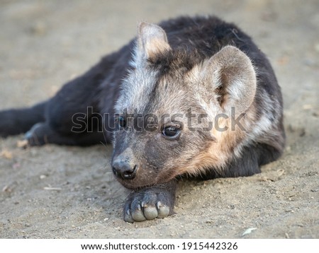 Young hyena cub resting on its paw