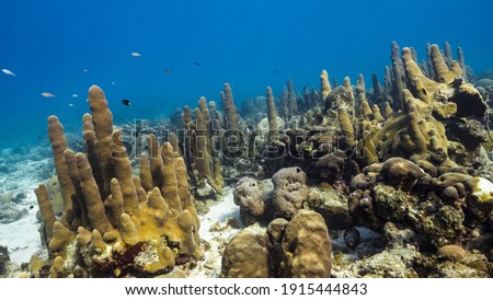 Seascape in shallow water of coral reef in Caribbean Sea, Curacao with field of Pillar Coral, fish, sponge and view to surface