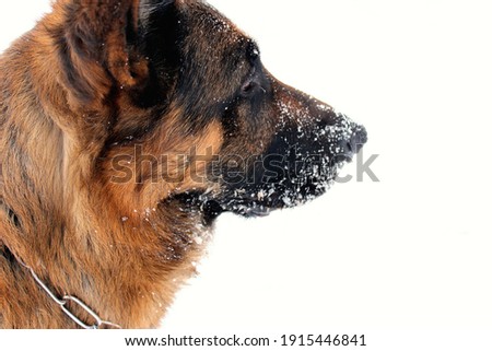 Photo of a German Shepherd dog playing in the snow, winter 2021.