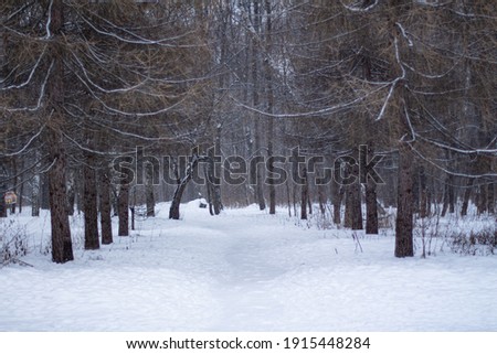 Beautiful winter alley in a snowy forest 