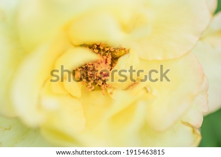 Pollen of yellow rose, Thailand.