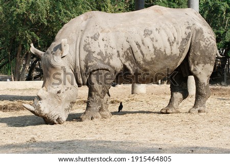 The white rhino is mammal and wildlife in garden 