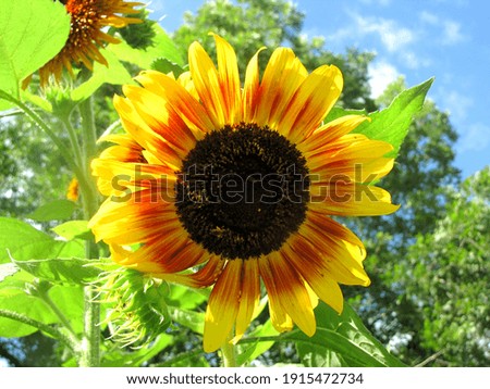 Bright red and yellow sunflower blooming in summer.