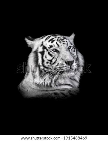 Black and white headshot of white tiger taken against a black background