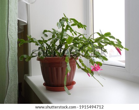 Zygocactus (Schlumbergera) in a plastic brown pot on the window. Royalty-Free Stock Photo #1915494712