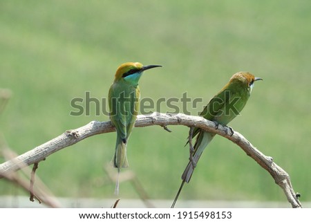 This is the green bee eater bird