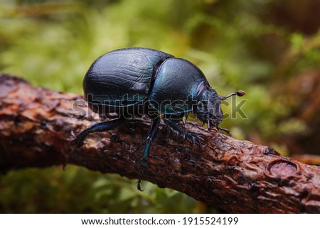 Macro shot of forest dung beetle (Anoplotrupes stercorosus) on branch Royalty-Free Stock Photo #1915524199