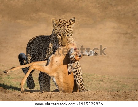 A magnificent golden leopard with a stern look carries in its teeth its prey a captured doe