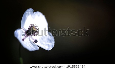 White, small, wild flower.Poppy tenderness.Close-up of a flower.