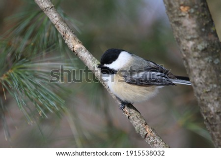 chickadee isolated on a branch