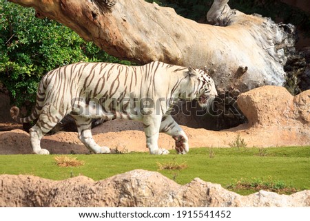 Unusual feline predator, large dangerous rare bengal white and black striped tiger, listed in the red book, walking among rocks and trees at a zoo on the Canary island of Tenerife in Spain