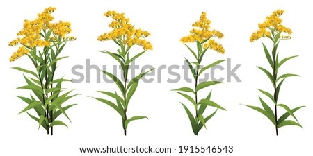 Solidago chilensis Asteraceae 3d big vector set goldenrod ragweed. Bouquet compilation isolated Yellow golden flower realistic officinal plant Allergy symbol. Wedding decoration Medical antibacterial Royalty-Free Stock Photo #1915546543
