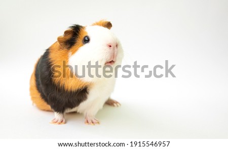 Curious guinea pig on white background, guinea pig cute portrait Royalty-Free Stock Photo #1915546957