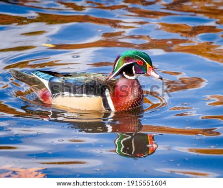 Beautiful and Colorful Wood Duck Swimming in Calm Pond in Autumn