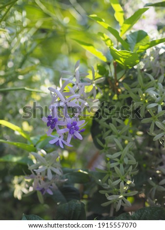 flower purple Sandpaper Vine Purple Wreath bouquet of five petals like five pointed hairy base of the petal is connected to the tube blooming in garden on blurred of nature background