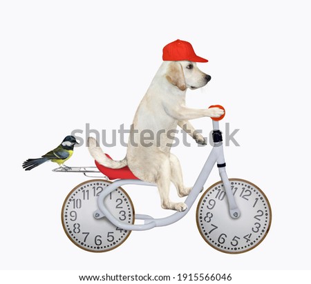 A dog labrador in a red cap rides a bike with wheels look like a clock face dial. White background. Isolated.