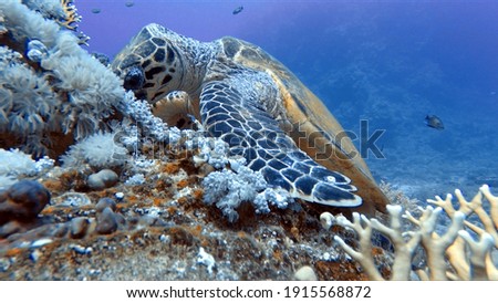 Turtle on the Red Sea
