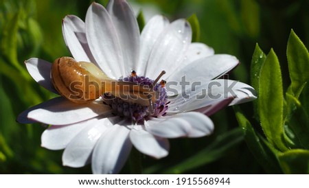 Macro closeup photo of small snail on a beautiful white Gerbera flower after the rain