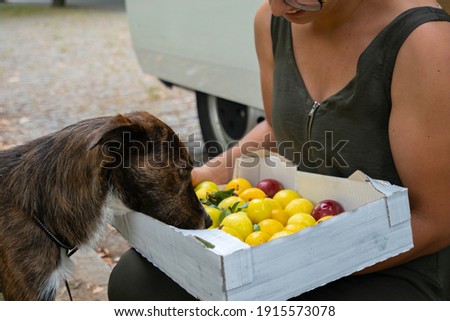 Cute brown dog picking with plums fruits in a park with a camper van behind