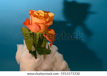 the beautiful colorful rose close up on a clouds