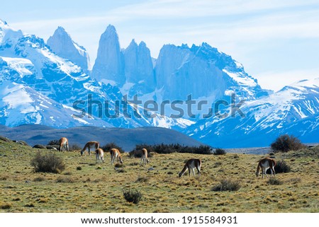 Guanacos grazing,Torres del Paine National Park, Patagonia, Chile.
