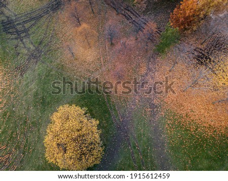 Autumn background texture. Trees and fallen leaves on the ground. Top view.