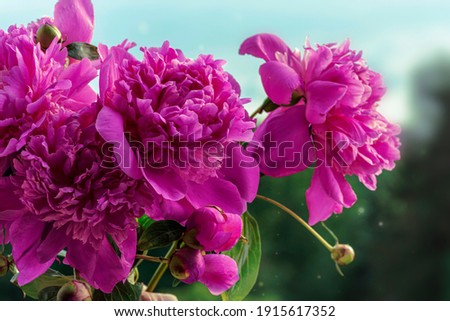 Blooming branches with peony flowers and buds . Relax floral poster or wallpaper. Blurry background