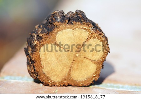 Trumpet vine trunk cross section outside on a tile wall in the sun with a clover shaped inside  and bark on the outer ring                               