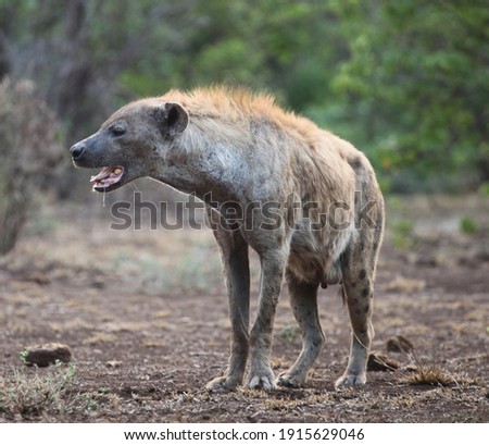 hyena with saliva dripping out of its mouth