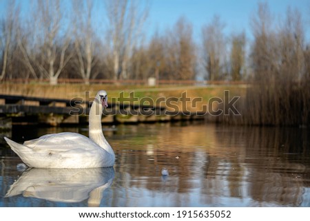 Swan in a lake in Zaragoza