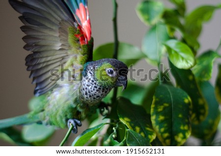 Cute blacked capped conure playing on a lemon tree -stretching wings Royalty-Free Stock Photo #1915652131